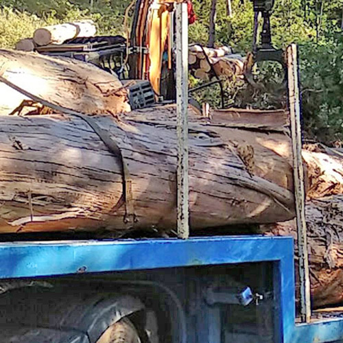 尤加利原木运输